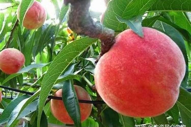 大棚肉桃生长期各个阶段用什么样的冲施好