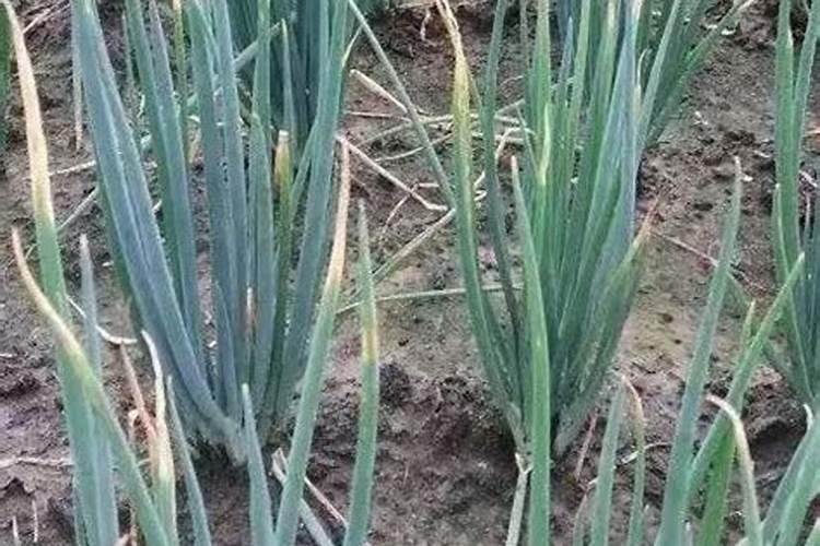 水培白掌施什么肥