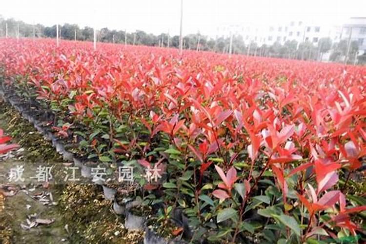 红叶石楠扦插苗什么时候施肥？红叶石楠扦插苗后期施肥技术