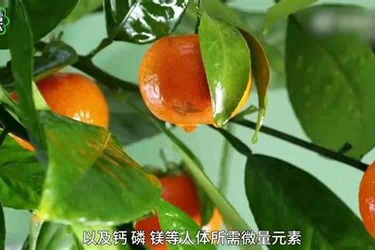 柠檬开花期间怎么管理才结果多