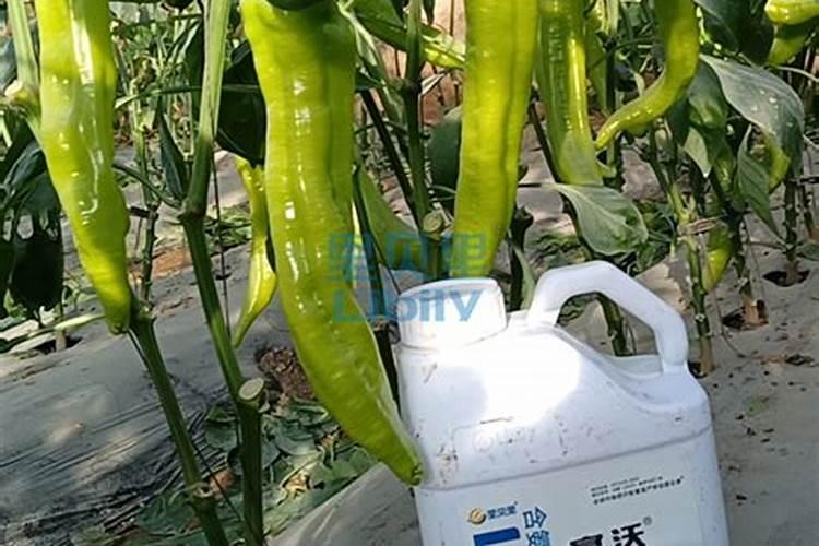 大量元素水溶肥两天用一次行不行