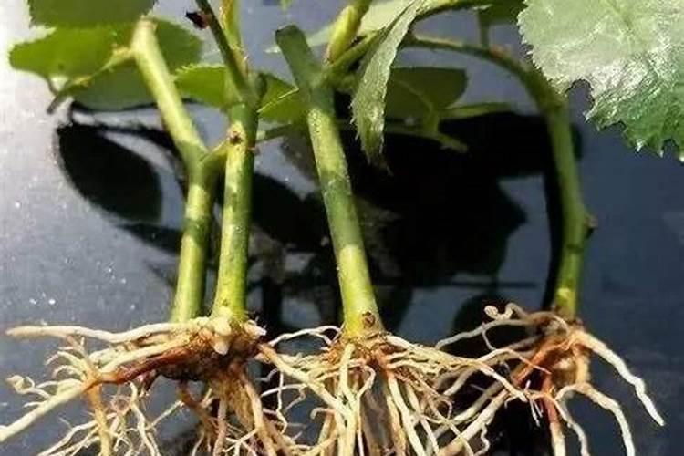 月季花如何施肥和除虫