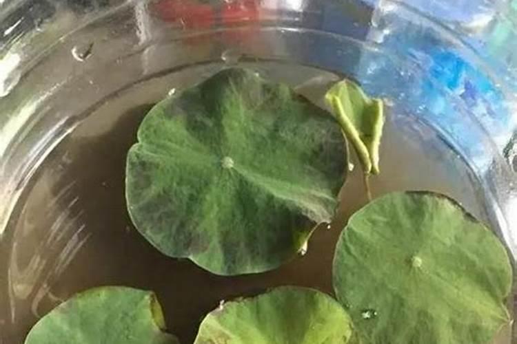 碗莲多久施一次肥 用什么肥料比较好