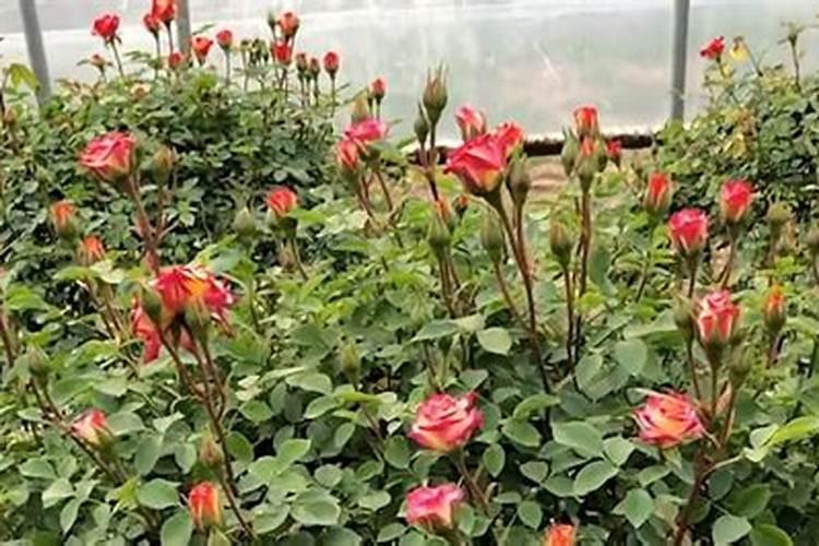 连续阴雨天月季怎么养