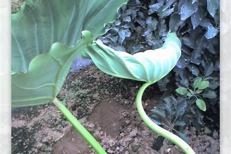 白梗芋田间管理