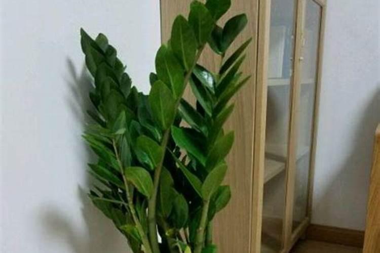 金钱树怎么浇水施肥