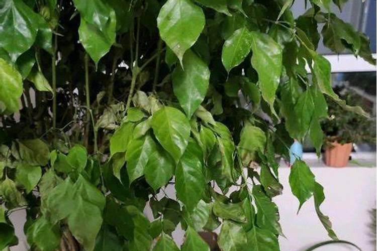 幸福树需要什么肥料