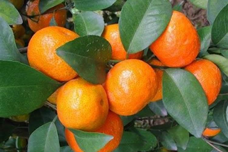 砂糖橘保花保果专用增产叶面肥料？砂糖橘挂果期施什么肥料好？