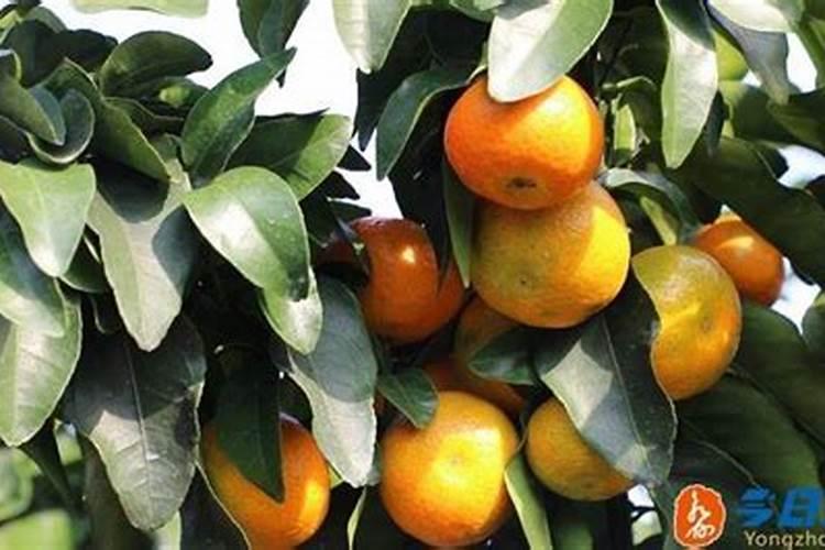 沙糖桔叶面肥应该用什么品牌好