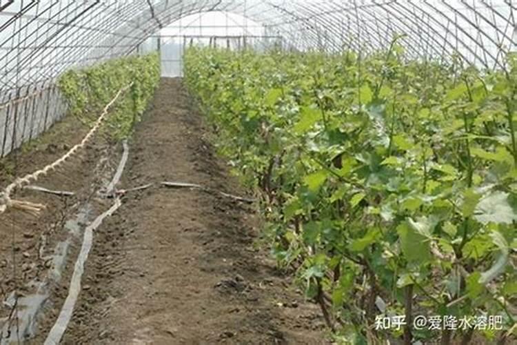 葡萄采收完后施什么肥