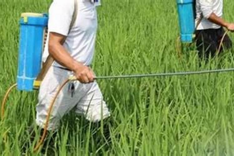 多效唑可以和叶面肥混用吗？ 30%已唑·醚菌酯 白粉病、锈病专业克星百 ...