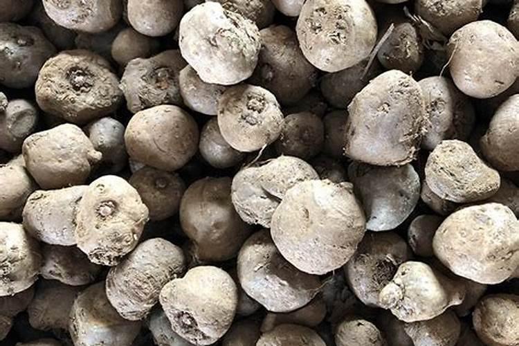 魔芋底肥可以用什么