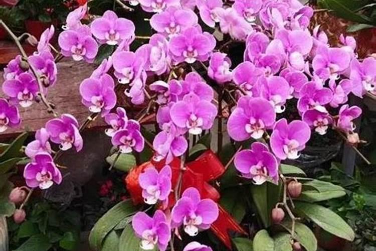 牵牛花施肥什么肥料好