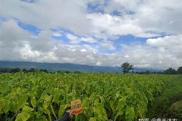 杀虫双可以和哪些农药混合使用