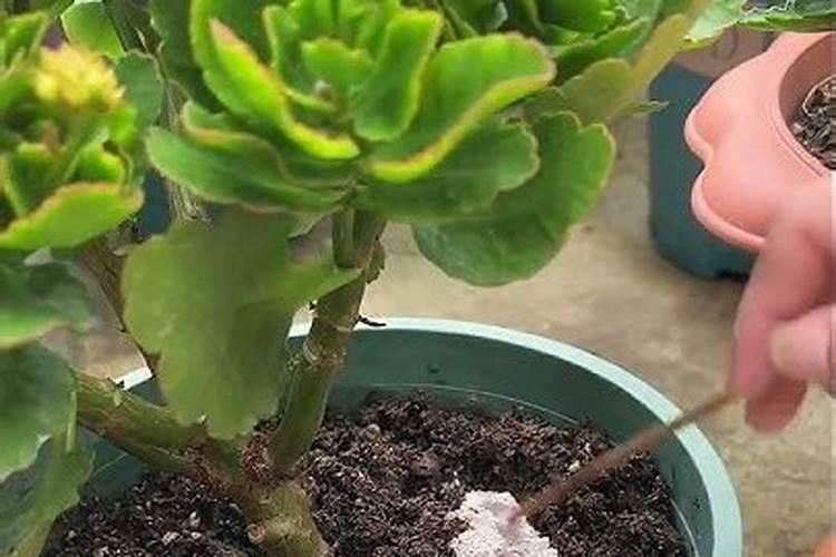 所有的花都可以用骨粉做肥料吗;怎样用骨粉给花施肥