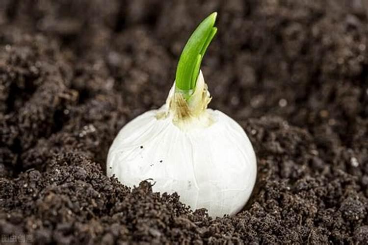 柑橘树怎么修剪有口诀吗