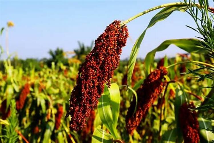 高粱追肥用什么肥 施肥技巧有哪些