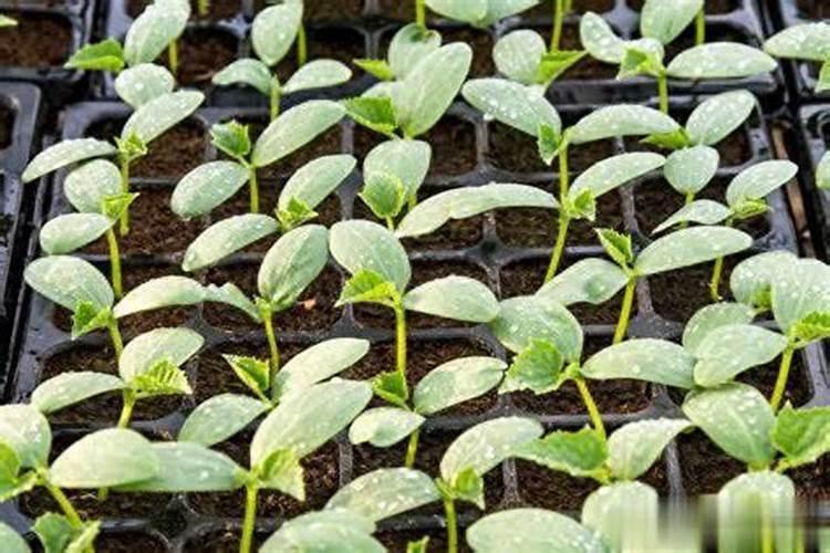 乙烯利的使用方法