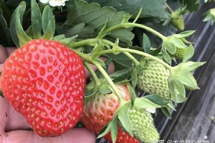 草莓青果期冲3个17的复合肥可以吗？