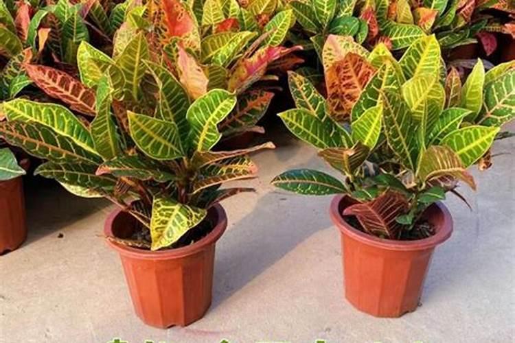 变色木冬天叶子掉光怎么办