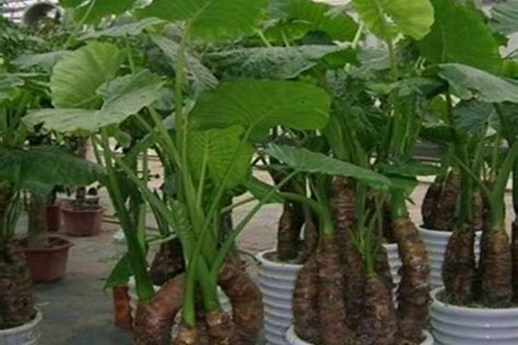 大棚里初栽阳光玖槐使用什肥料？