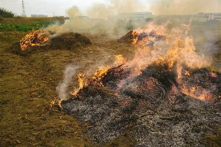 田地有玉米秸秆撒尿素可以化解杂草吗