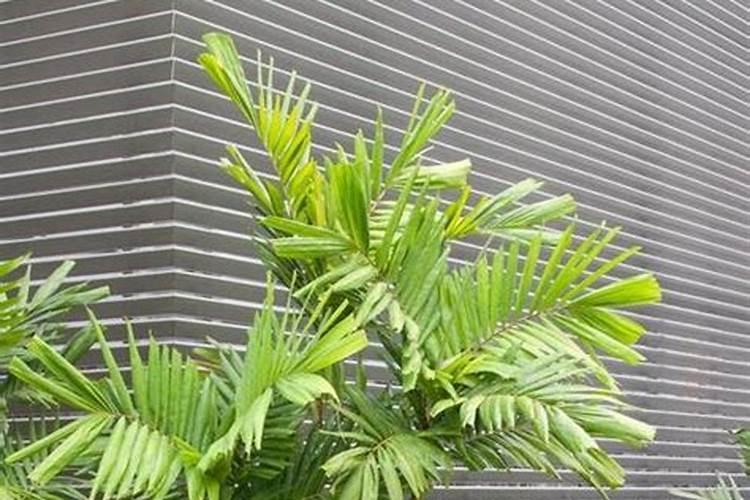 栀子花冬天要施肥吗