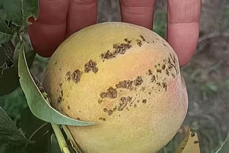 桃子增产用哪个叶面肥？桃子用什么叶面肥比较好？桃子喷施金泰靓...