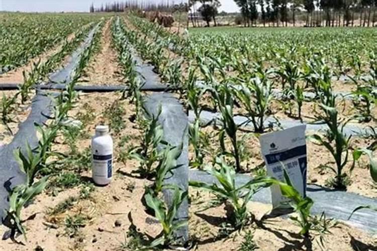 树苗施什么肥料什么时间施肥最好