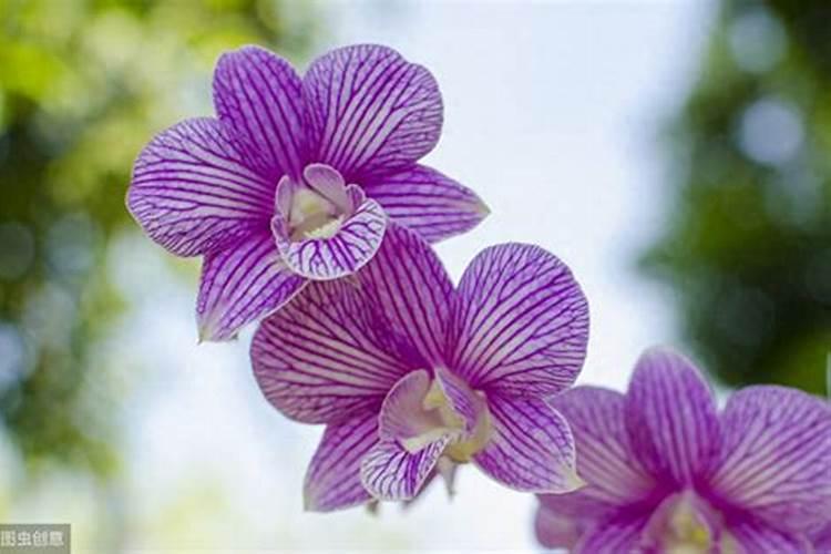 文心兰花箭枯了怎么回事？