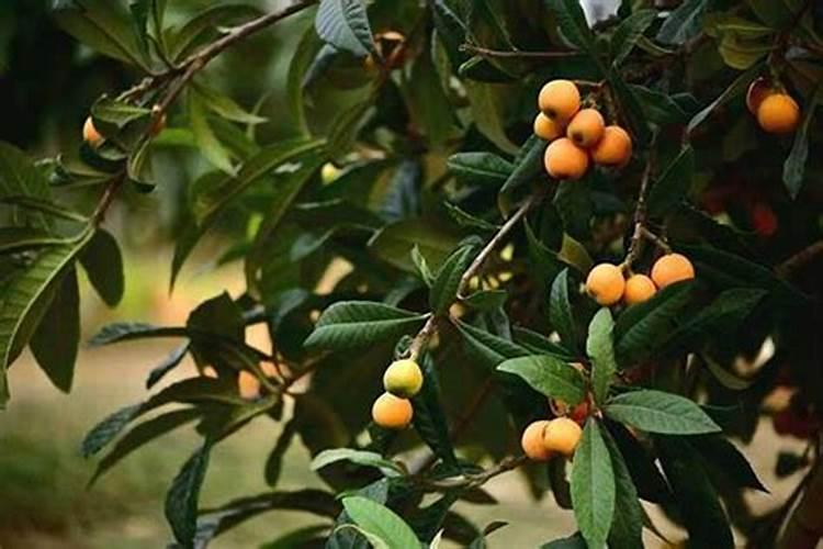 猕猴桃需要人工授粉吗