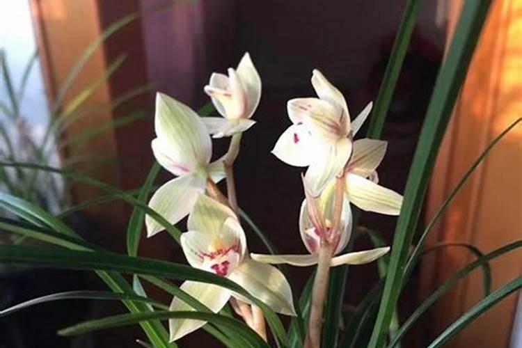 兰花花肥用什么合适 肥料制作与使用方法