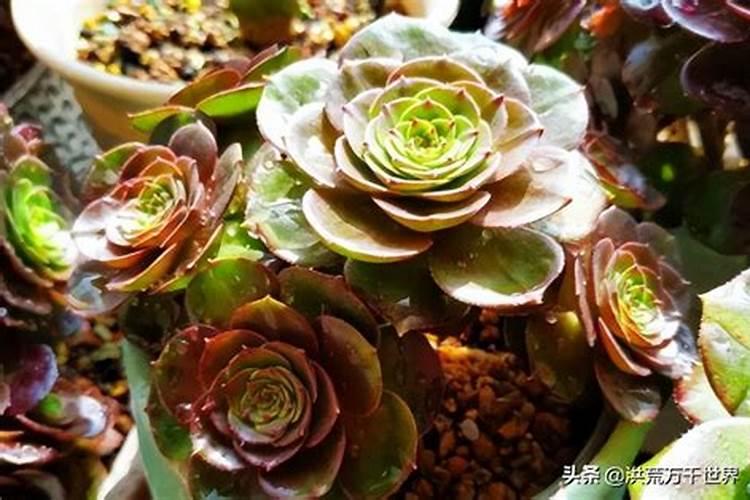 多肉黑法师怎么施肥,4个步骤教你施出美丽的黑法师