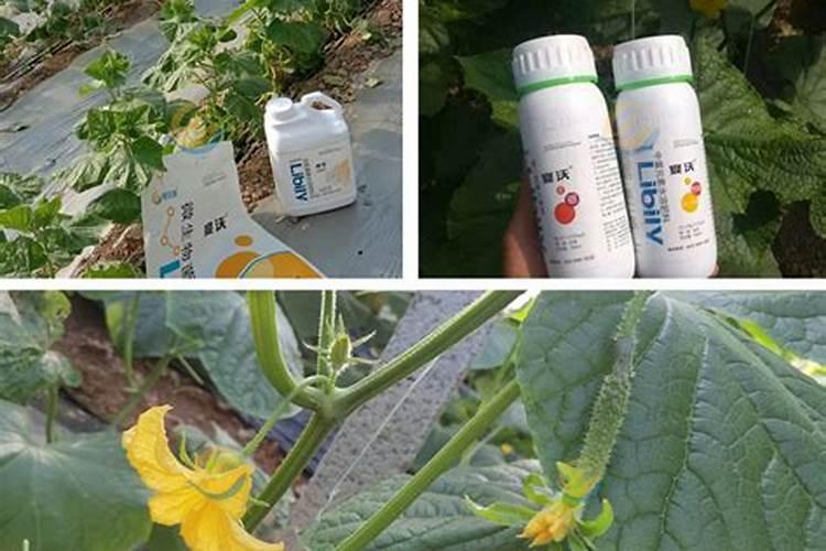 叶面肥灌根有效吗