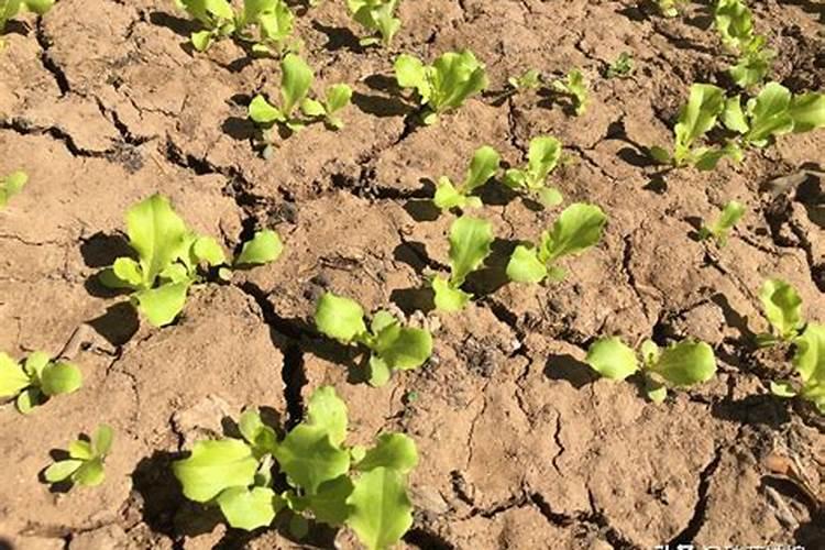 菜苗什么时候施肥合适