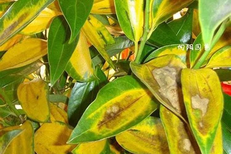 植物叶子发黄缺什么肥料