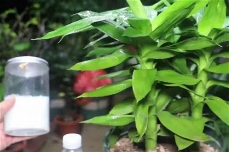 怎样给月季花上花肥