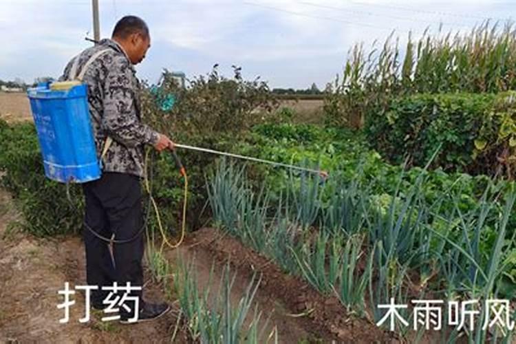 谁知道普罗旺斯的花,是不是一年四季都是开着的呢？