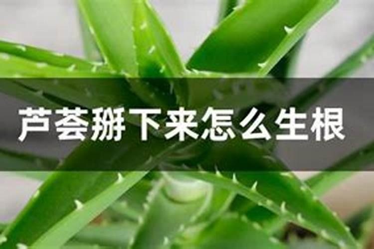 该怎么给芦荟施肥该施什么肥
