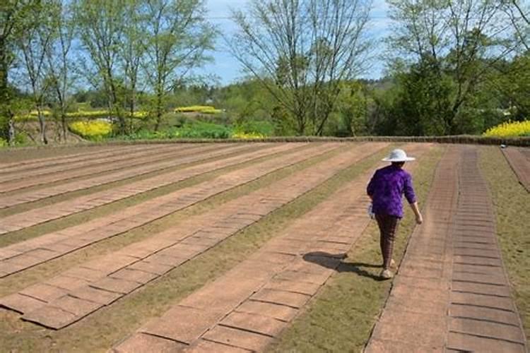 花生追肥用什么肥料最好？