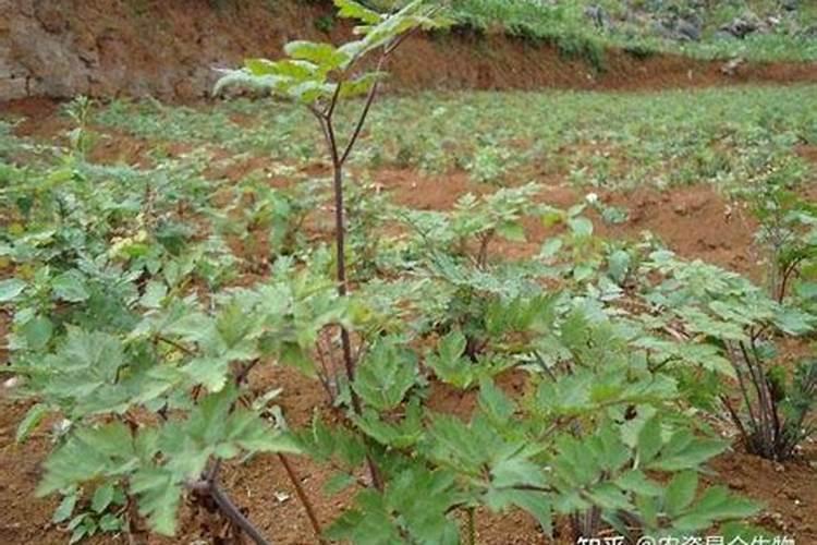 HIV试纸缓冲液成分是什么？之前买了HIV试纸怕有人报复社会在缓冲液里做...