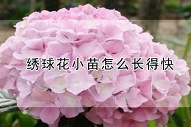矿源黄腐酸钾的用量与用法