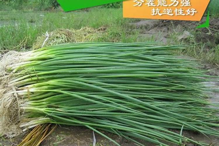 阳台种菜为什么容易死
