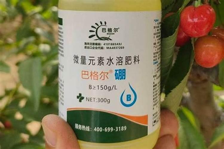 硼肥在柑橘树上的最佳使用时期