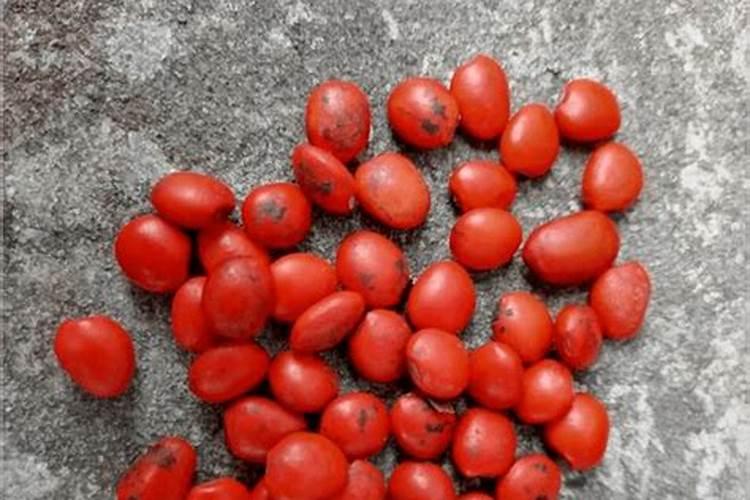 红豆杉盆景施肥方法