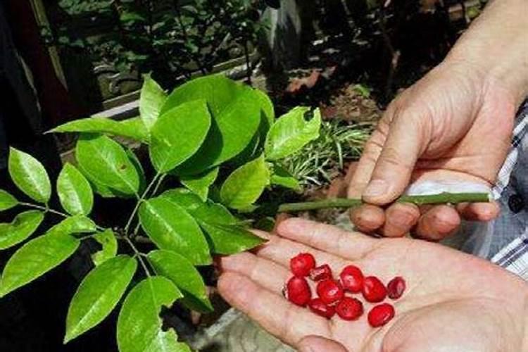 红豆杉盆景施肥方法