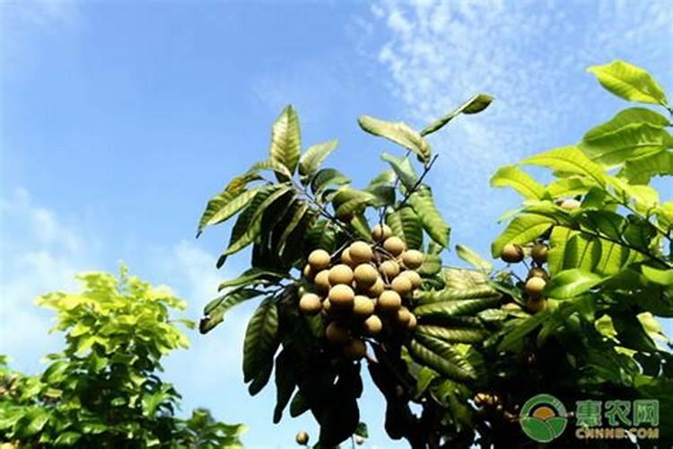 龙眼什么时候施肥？老种植户为您解答,掌握施肥时间才能有好收成百度...