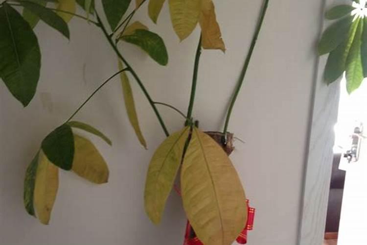 发财树施肥过多怎么办？