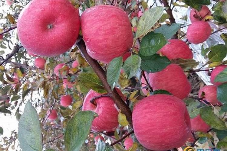 架豆王秋季种植时间和方法