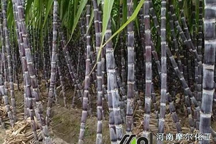 202020水溶肥灌根甘蔗用量是多少